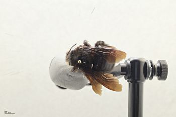Media type: image;   Entomology 810676 Aspect: habitus dorsal view